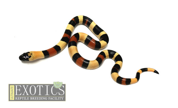 Apricot Sock-head Pueblan Milk Snake Male