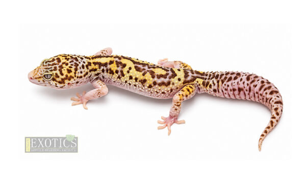 Bell Albino Male