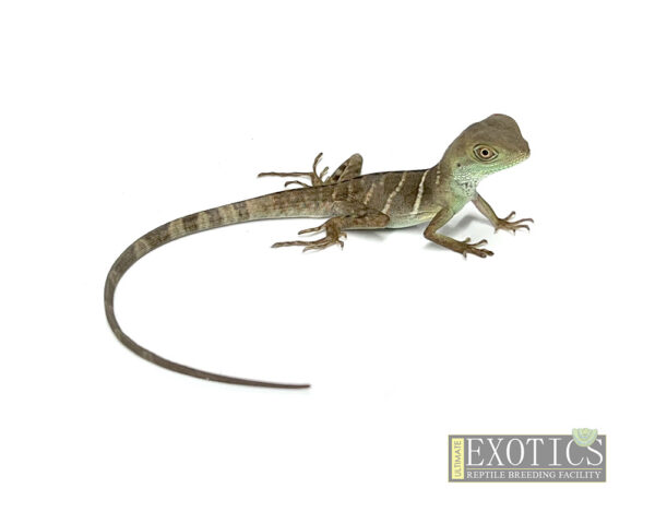 Chinese Water Dragon (Physignathus cocincinus)