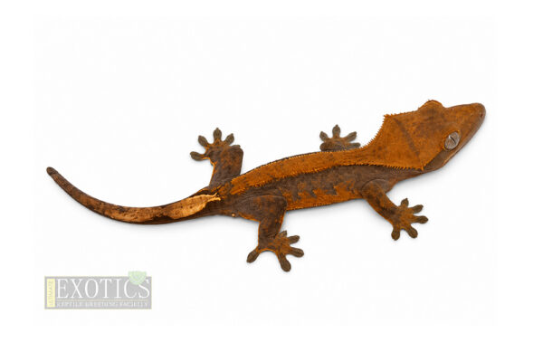 Chocolate Harlequin Crested Gecko