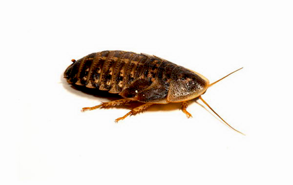 Dubia Roaches (Blaptica dubia)