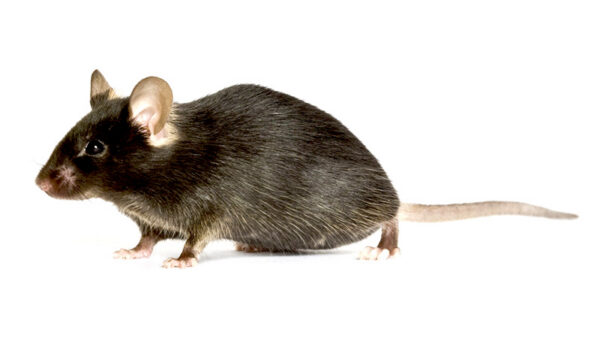 Frozen Large Mice