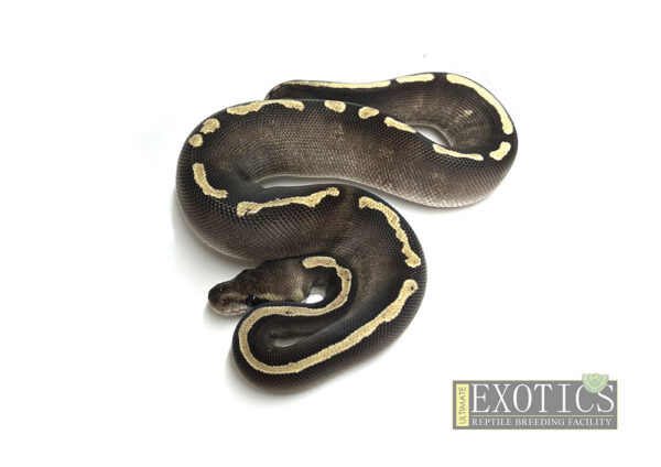 GHI Mojave Cinnamon 100% Het Hypo ♀