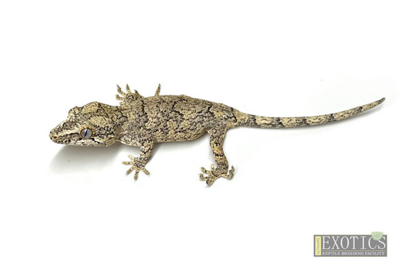 Gargoyle Gecko Reticulated