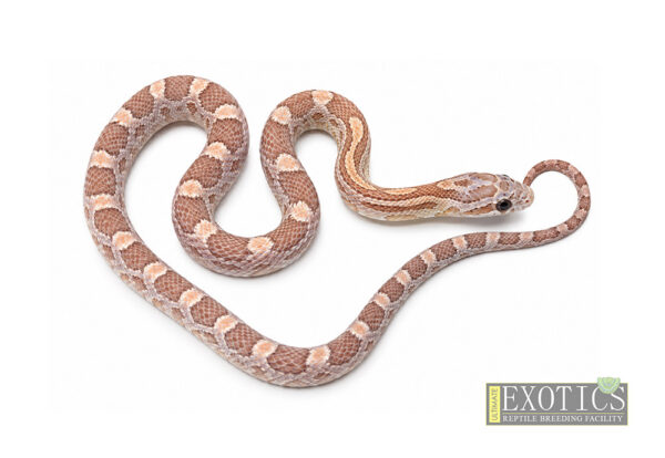 Hypo Lavender Corn Snake