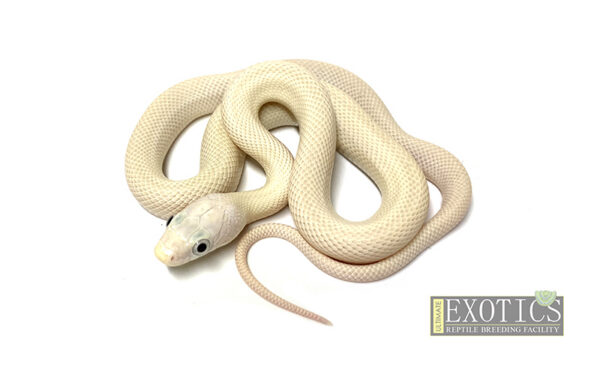 Leucistic Texas Rat Snake
