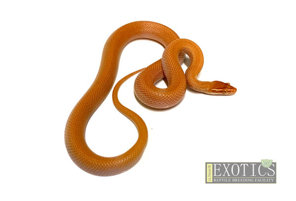 T- Red Butter House Snake