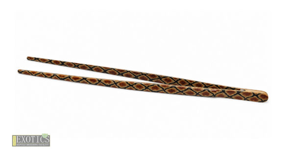 Brown Snake Skin Feeding Tweezers – 30cm