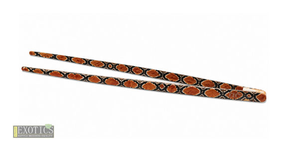Orange Snake Skin Feeding Tweezers – 30cm