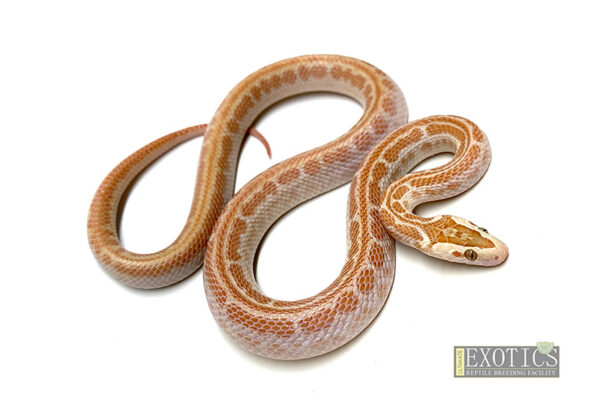 T- Albino Oreo House Snake