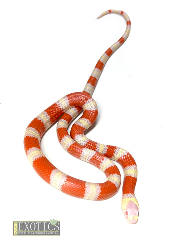 Albino Tri-Colour Honduran Milk Snake