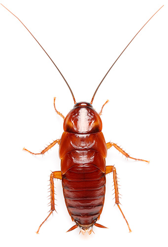 Turkistan Roaches (Blatta lateralis) — Small Tub (20 Roaches)