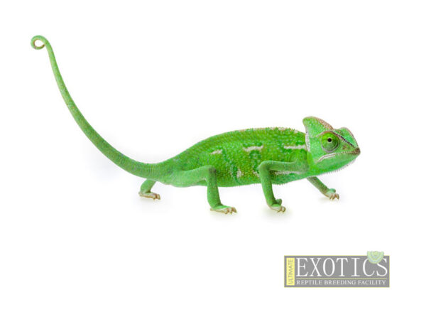 Veiled Chameleon – Female