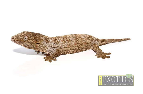 New Caledonia Giant Gecko