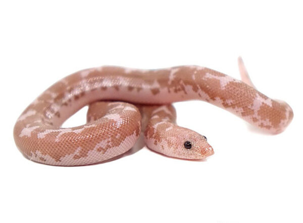Snow Kenyan Sand Boa